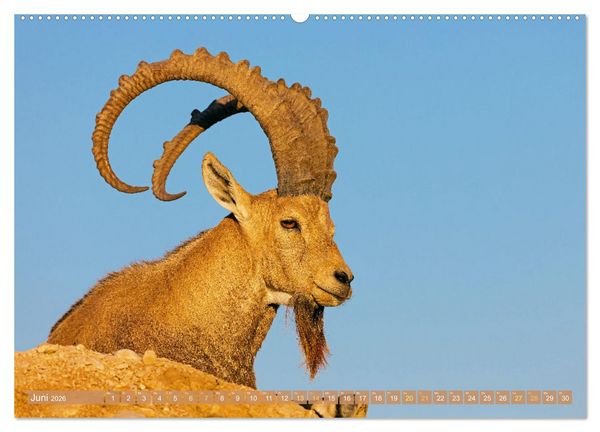 Produktbild: Auf Entdeckertour in Israel (Wandkalender 2026 DIN A2 quer), CALVENDO Monatskalender