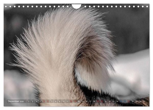 Produktbild: Alaskan Malamute in seinem Element (Wandkalender 2026 DIN A4 quer), CALVENDO Monatskalender