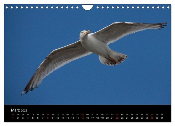 Produktbild: Spontane Fotografie - M&ouml;wen (Wandkalender 2026 DIN A4 quer), CALVENDO Monatskalender