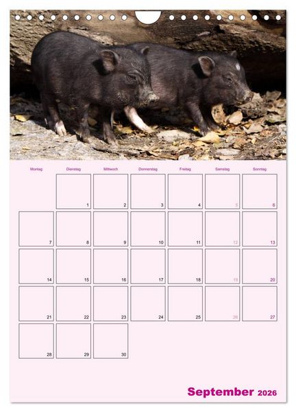 Produktbild: Schweinischer Terminplaner (Wandkalender 2026 DIN A4 hoch), CALVENDO Monatskalender