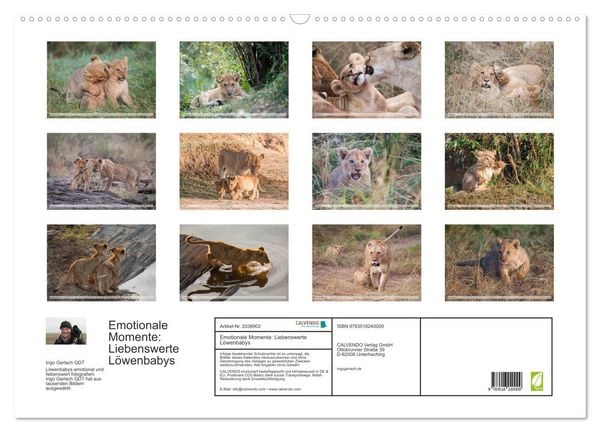 Produktbild: Emotionale Momente: Liebenswerte L&ouml;wenbabys (Wandkalender 2026 DIN A2 quer), CALVENDO Monatskalender
