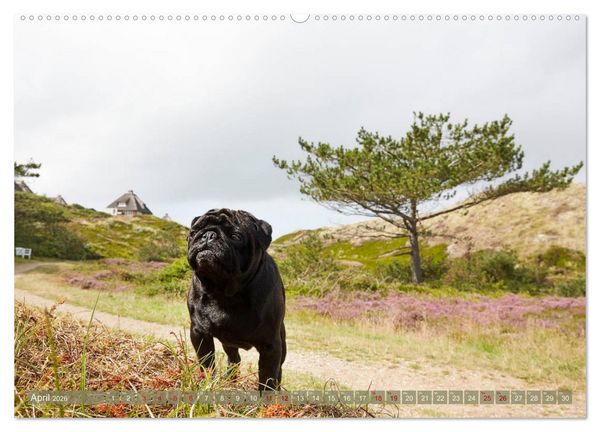 Produktbild: Sylt - Insel der M&ouml;pse (hochwertiger Premium Wandkalender 2026 DIN A2 quer), Kunstdruck in Hochglanz