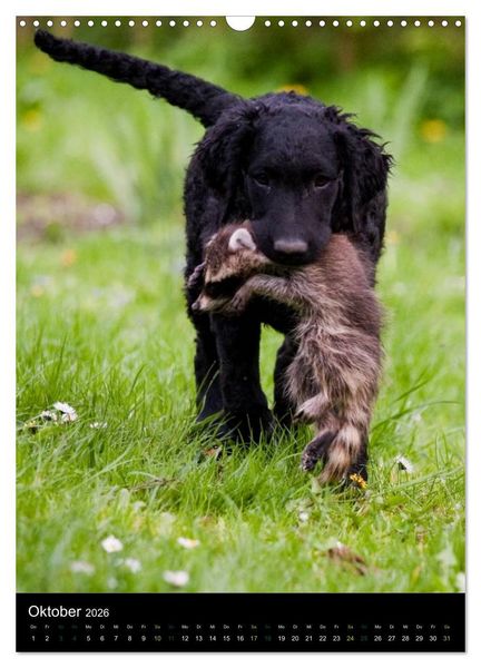 Produktbild: Curly Coated Retriever 2026 (Wandkalender 2026 DIN A3 hoch), CALVENDO Monatskalender