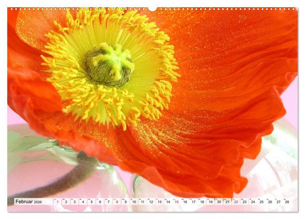 Produktbild: Prachtvolle Mohnbl&uuml;ten (hochwertiger Premium Wandkalender 2026 DIN A2 quer), Kunstdruck in Hochglanz