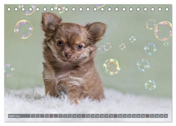 Produktbild: Chihuahua-Babys - Amy und Angel im Studio (Tischkalender 2026 DIN A5 quer), CALVENDO Monatskalender