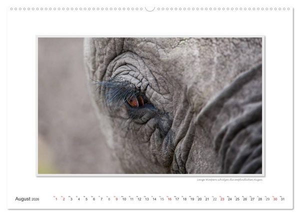 Produktbild: Emotionale Momente: Aus dem Leben der Elefanten. / CH-Version (Wandkalender 2026 DIN A2 quer), CALVENDO Monatskalender