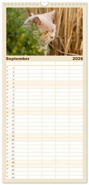 Produktbild: Familienplaner 2026 - B&auml;rige Schmusetiger - Britisch Kurzhaar Katzen mit 5 Spalten (Wandkalender, 21 x 45 cm) CALVENDO