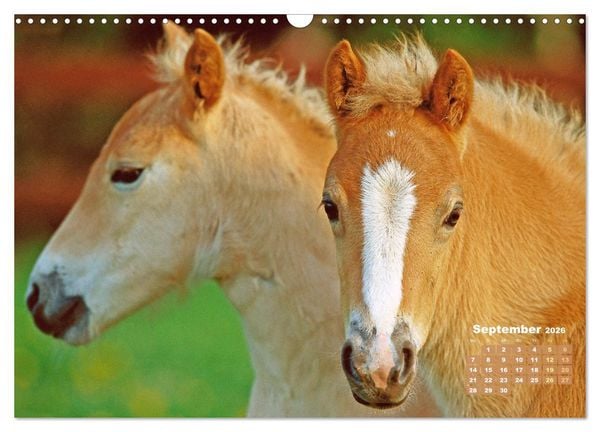 Produktbild: Haflinger: Die blonden Pferde von der Alm (Wandkalender 2026 DIN A3 quer), CALVENDO Monatskalender