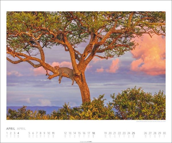 Produktbild: African Wildlife Kalender 2027