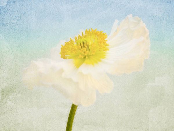Produktbild: CALVENDO Puzzle Summerfeeling | 1000 Teile Lege-Gr&ouml;&szlig;e 64x48cm Foto-Puzzle f&uuml;r gl&uuml;ckliche Stunden