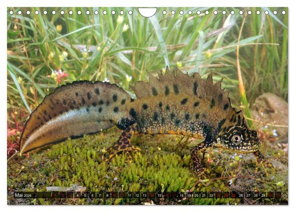 Produktbild: Heimische Amphibien (Wandkalender 2026 DIN A4 quer), CALVENDO Monatskalender
