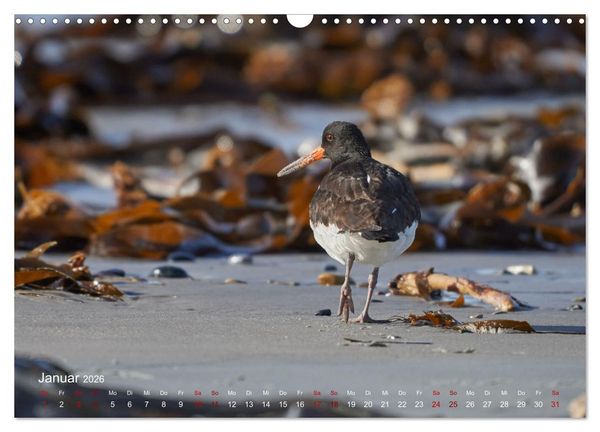 Produktbild: V&ouml;gel an Deutschlands K&uuml;sten (Wandkalender 2026 DIN A3 quer), CALVENDO Monatskalender
