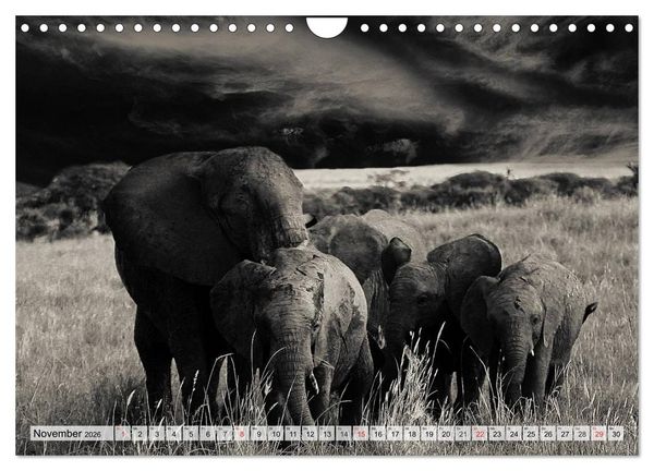 Produktbild: Wilde Tiere in schwarz-wei&szlig; (Wandkalender 2026 DIN A4 quer), CALVENDO Monatskalender