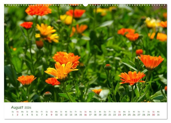 Produktbild: Arzneipflanzen (hochwertiger Premium Wandkalender 2026 DIN A2 quer), Kunstdruck in Hochglanz