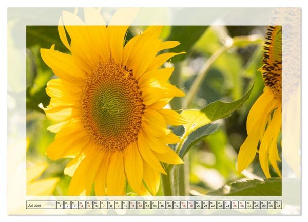 Produktbild: Jeden Monat in der Natur (Wandkalender 2026 DIN A2 quer), CALVENDO Monatskalender