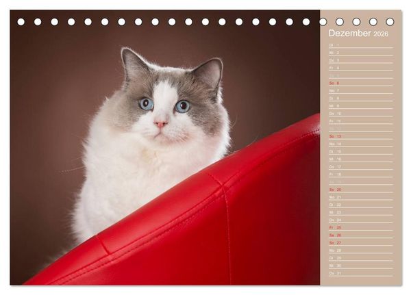 Produktbild: Zauberhafte Ragdolls / Geburtstagskalender (Tischkalender 2026 DIN A5 quer), CALVENDO Monatskalender