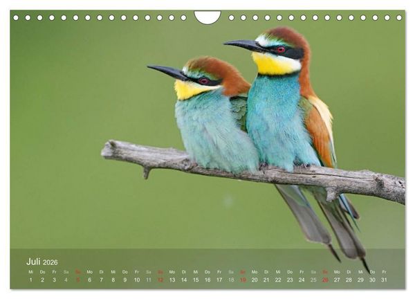 Produktbild: Europ&auml;ische Bienenfresser (Wandkalender 2026 DIN A4 quer), CALVENDO Monatskalender