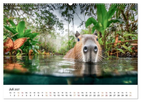 Produktbild: Capybara - die Ruhe als Lebensform (hochwertiger Premium Wandkalender 2027 DIN A2 quer), Kunstdruck in Hochglanz