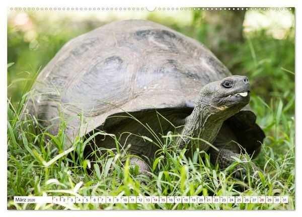 Produktbild: Galapagos-Inseln - Ein Paradies f&uuml;r Tiere (hochwertiger Premium Wandkalender 2026 DIN A2 quer), Kunstdruck in Hochglanz