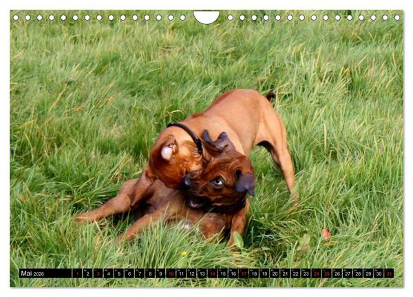 Produktbild: Rhodesian Ridgeback - Schnappsch&uuml;sse - (Wandkalender 2026 DIN A4 quer), CALVENDO Monatskalender