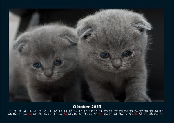 Produktbild: F&uuml;r Katzenfreunde 2025 Fotokalender DIN A4