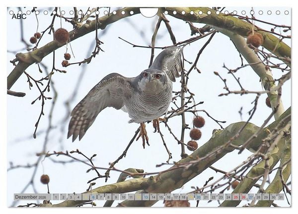 Produktbild: Habicht - aus dem Leben eines imposanten Greifvogels (Wandkalender 2026 DIN A4 quer), CALVENDO Monatskalender
