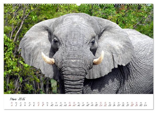 Produktbild: Namibia - Magie der Weite (hochwertiger Premium Wandkalender 2026 DIN A2 quer), Kunstdruck in Hochglanz