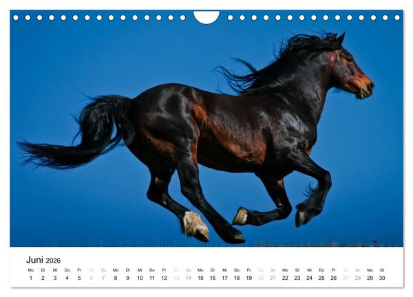 Produktbild: Pferde - Magdalena Strakova (Wandkalender 2026 DIN A4 quer), CALVENDO Monatskalender