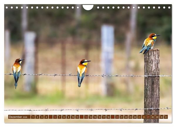 Produktbild: Die Vogelwelt der Camargue (Wandkalender 2026 DIN A4 quer), CALVENDO Monatskalender