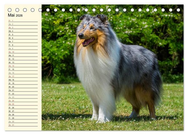 Produktbild: Collie - Mein bester Freund (Tischkalender 2026 DIN A5 quer), CALVENDO Monatskalender