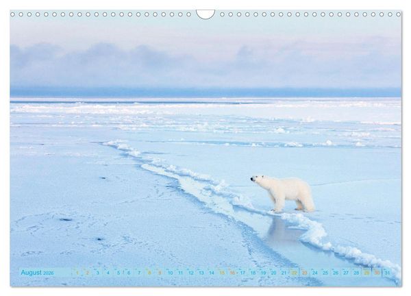 Produktbild: Eisb&auml;ren: Lebensk&uuml;nstler im Eis (Wandkalender 2026 DIN A3 quer), CALVENDO Monatskalender