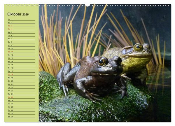 Produktbild: Frosch m&uuml;sste man sein! (hochwertiger Premium Wandkalender 2026 DIN A2 quer), Kunstdruck in Hochglanz