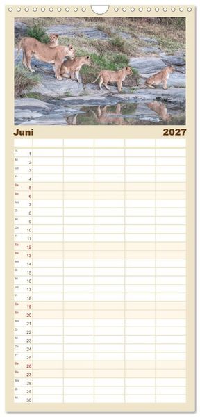 Produktbild: Familienplaner 2027 - L&ouml;wen - Raubkatzen Afrikas mit 5 Spalten (Wandkalender, 21 x 45 cm) CALVENDO
