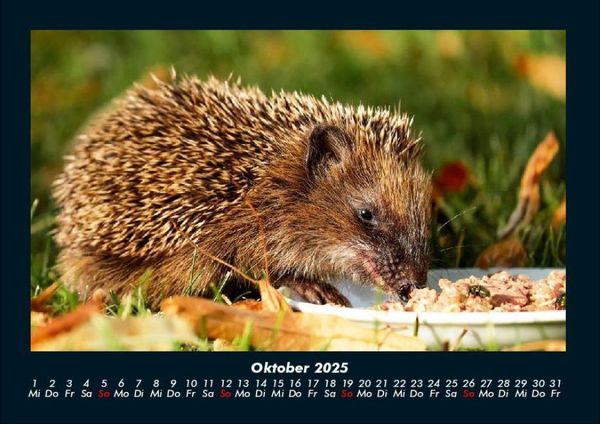 Produktbild: Tiere in der Wildnis 2025 Fotokalender DIN A4