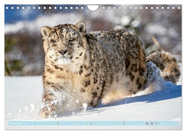 Produktbild: Raubkatzen: Geschmeidige J&auml;ger (Wandkalender 2026 DIN A4 quer), CALVENDO Monatskalender