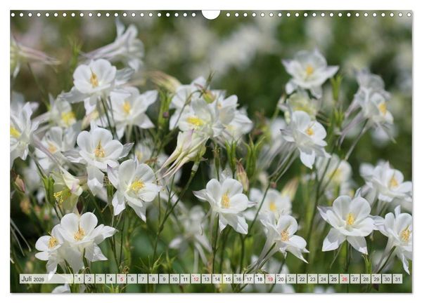 Produktbild: Bl&uuml;tentanz in Wei&szlig; (Wandkalender 2026 DIN A3 quer), CALVENDO Monatskalender