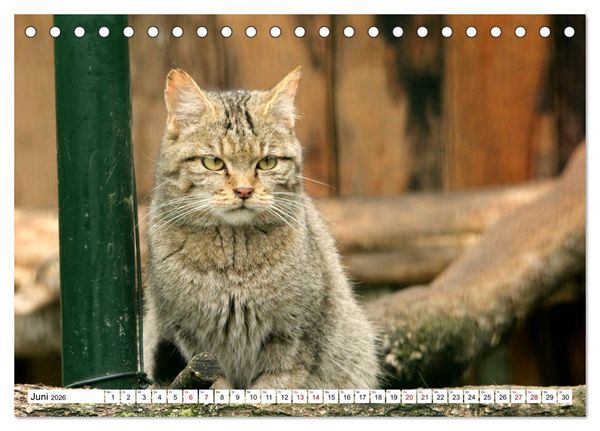 Produktbild: Wildkatzen - Die lautlosen J&auml;ger des Waldes (Tischkalender 2026 DIN A5 quer), CALVENDO Monatskalender