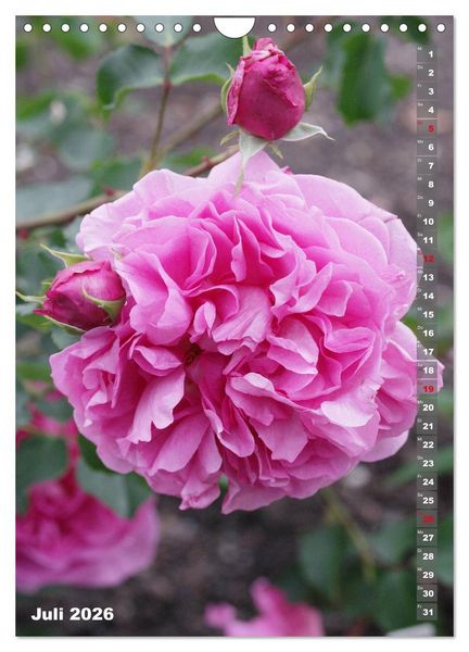 Produktbild: Sch&ouml;nste Rosen (Wandkalender 2026 DIN A4 hoch), CALVENDO Monatskalender