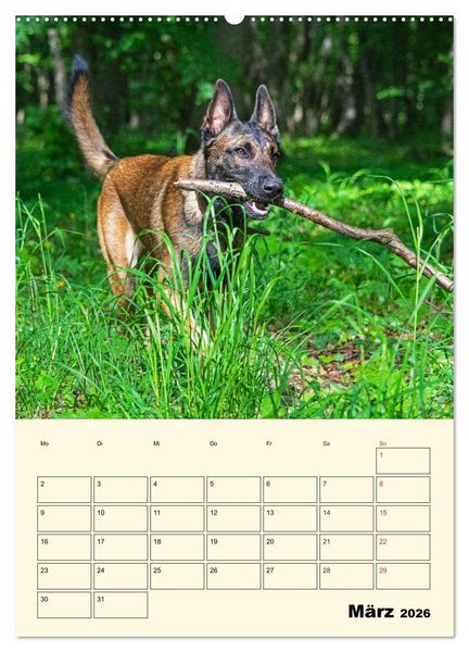 Produktbild: Familienplaner Tausendsassa Malinois (Wandkalender 2026 DIN A2 hoch), CALVENDO Monatskalender