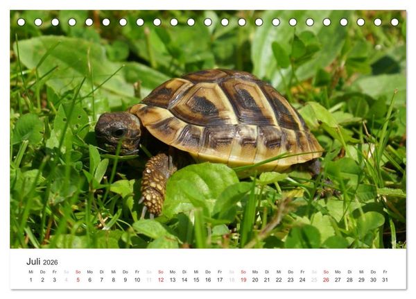 Produktbild: Das Leben der Reptilien (Tischkalender 2026 DIN A5 quer), CALVENDO Monatskalender