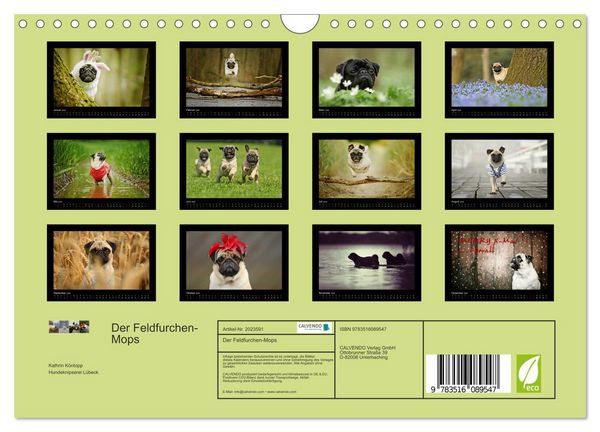 Produktbild: Der Feldfurchen-Mops (Wandkalender 2026 DIN A4 quer), CALVENDO Monatskalender