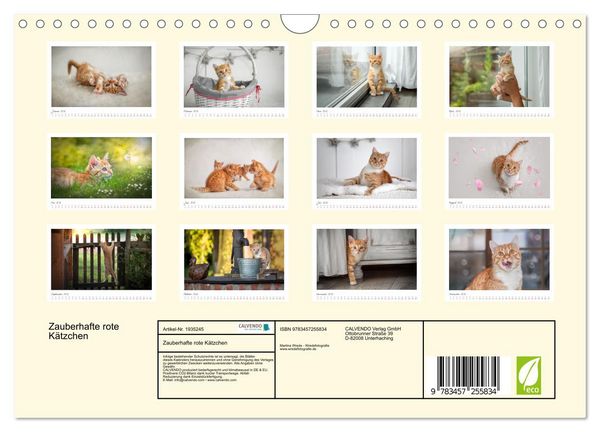 Produktbild: Zauberhafte rote K&auml;tzchen (Wandkalender 2026 DIN A4 quer), CALVENDO Monatskalender