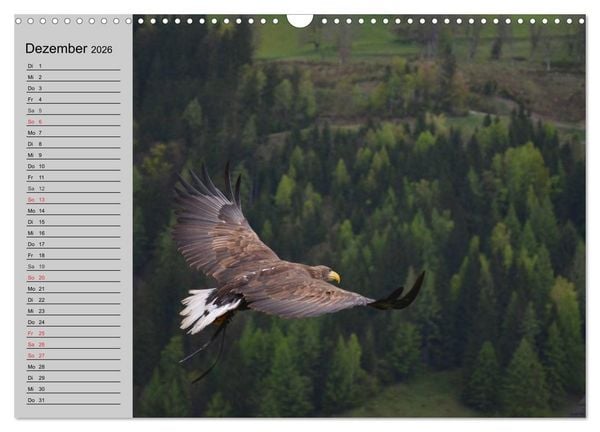 Produktbild: Adler und Greife. K&ouml;nige des Himmels (Wandkalender 2026 DIN A3 quer), CALVENDO Monatskalender
