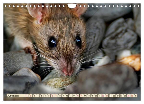 Produktbild: Kleiner Nager - Maus (Wandkalender 2026 DIN A4 quer), CALVENDO Monatskalender