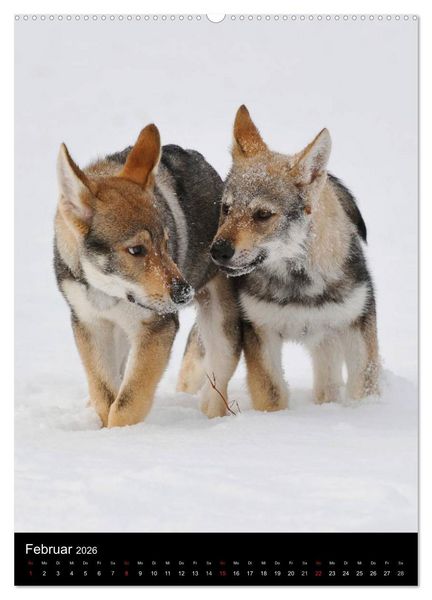 Produktbild: Faszination Wolfhund (hochwertiger Premium Wandkalender 2026 DIN A2 hoch), Kunstdruck in Hochglanz