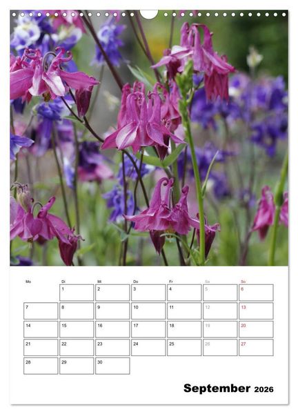 Produktbild: Zauberhafte Akeleien (Wandkalender 2026 DIN A3 hoch), CALVENDO Monatskalender