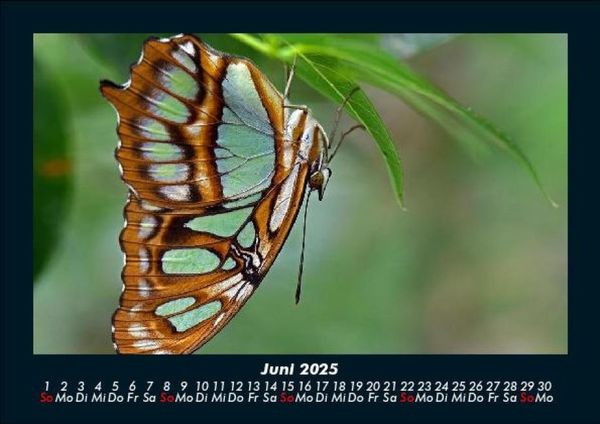 Produktbild: Bunte Pracht der Schmetterlinge 2025 Fotokalender DIN A5
