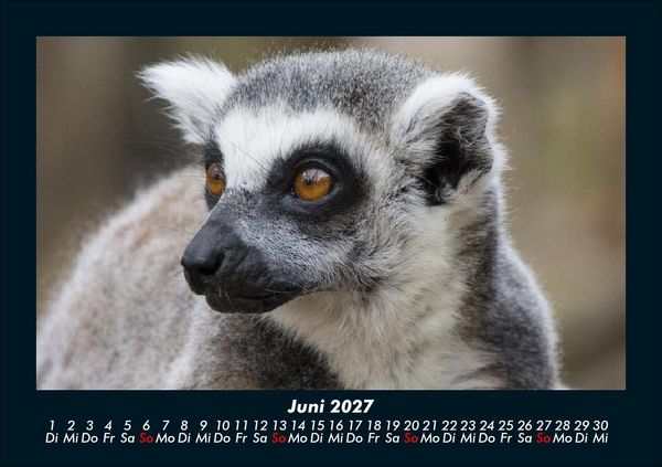 Produktbild: Der Tierkalender 2027 Fotokalender DIN A5