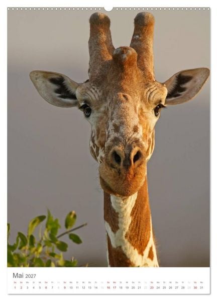 Produktbild: Magie des Augenblicks - Giraffen - Riesen der Savanne (Wandkalender 2027 DIN A2 hoch), CALVENDO Monatskalender