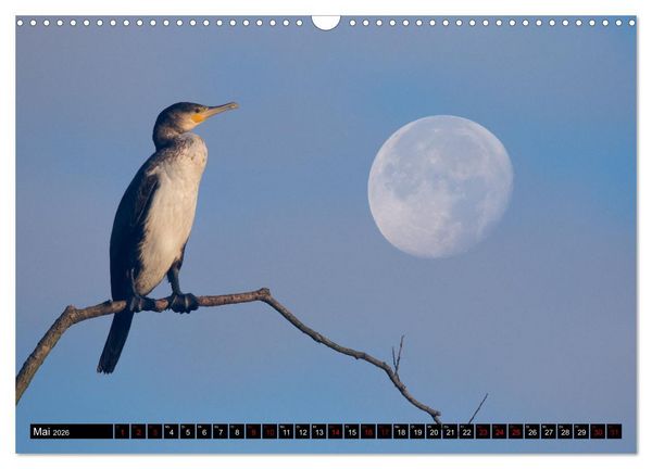 Produktbild: Der Kormoran - Ein intelligenter Fischj&auml;ger (Wandkalender 2026 DIN A3 quer), CALVENDO Monatskalender
